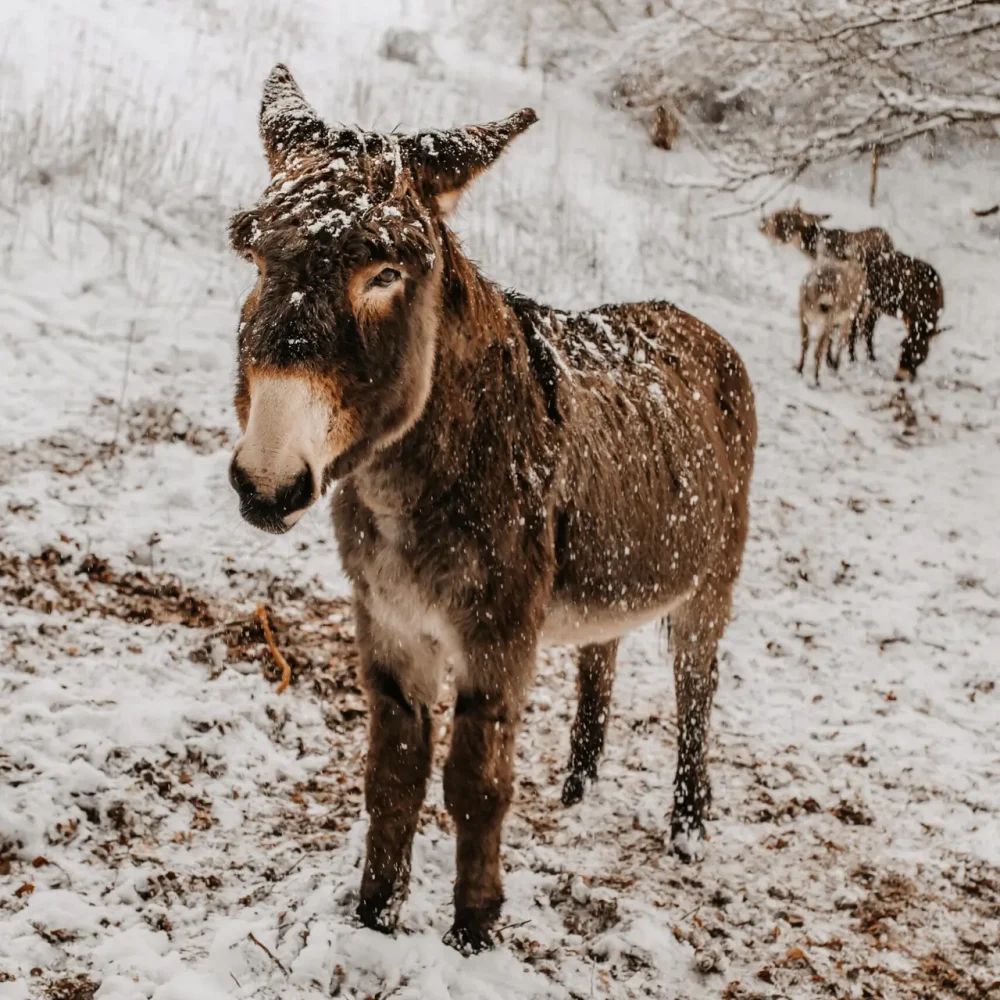 Esel im Schnee